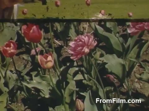 The still from 'The Tulip Film' features vibrant post-war Kodachrome footage of tulips in bloom, showcasing the colorful flowers against a lush green background. This scene captures the essence of Holland, Michigan, prior to the establishment of the Tulip Time Festival. The rich colors and idyllic setting highlight the beauty of tulips, making it a delightful visual for flower enthusiasts.