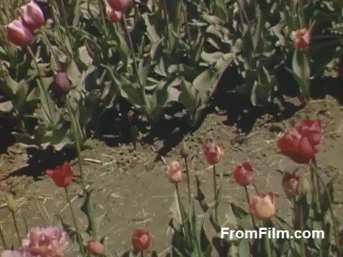 The still captures vibrant post-war Kodachrome footage of tulip fields, showcasing a variety of blooming tulips in shades of red, pink, and purple. The scene is set in Holland, Michigan, prior to the establishment of the Tulip Time Festival, highlighting the area's rich floral heritage. The lush greenery and colorful flowers evoke a sense of renewal and beauty from the era.