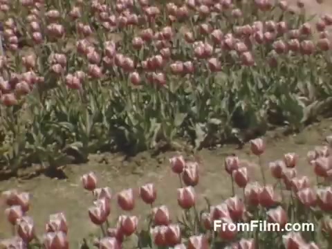 The still from 'The Tulip Film' showcases a vibrant field of tulips, predominantly featuring pink blooms with lush green foliage. This beautiful Kodachrome footage captures the essence of post-war Holland, Michigan, before the Tulip Time Festival. The scene emphasizes the natural beauty of the flowers, highlighting their vivid colors and creating a nostalgic view of a simpler time. Perfect for flower enthusiasts, it reflects the charm of early 20th-century home movies.