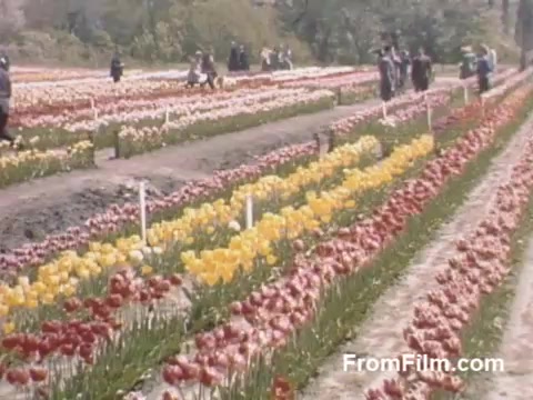 The still features a vibrant, post-war Kodachrome scene of colorful tulip fields in Holland, Michigan, before the establishment of the Tulip Time Festival. Rows of blooming tulips in various hues stretch across the frame, while visitors stroll through the picturesque landscape, enjoying the floral display. The film captures a nostalgic moment from 1948-1950, showcasing the beauty of the flowers in full bloom.