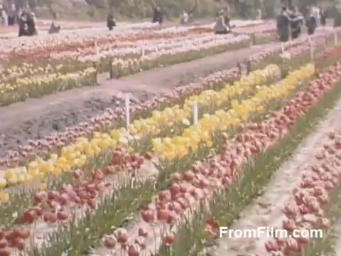 The still from 'The Tulip Film' captures vibrant post-war Kodachrome footage of a tulip field in Holland, Michigan, prior to the establishment of the Tulip Time Festival. Spectacular rows of red, yellow, and pink tulips stretch across the scene, with visitors strolling through the floral landscape, enjoying the beauty of the blooms. The colors are rich and lively, reflecting the optimism of the post-war era.