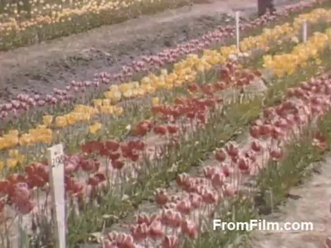 The still from 'The Tulip Film' showcases vibrant post-war Kodachrome footage of a tulip field, featuring an array of colorful tulips in full bloom, including red and yellow varieties. This footage captures the serene beauty of Holland, Michigan, prior to the inception of the Tulip Time Festival, highlighting the region's floral heritage. The lush rows of flowers are marked with white stakes, adding to the charm of this nostalgic home movie. Perfect for enthusiasts of botany and floral displays.