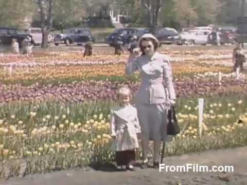 The still from 'The Tulip Film' captures a charming scene in Holland, Michigan, featuring a woman and a young child standing amidst a vibrant field of blooming tulips. The lush colors of the flowers create a picturesque backdrop, showcasing the beauty of post-war Kodachrome film. This moment predates the famous Tulip Time Festival, highlighting early floral appreciation in the area. The clothing suggests a 1940s style, adding to the nostalgic feel of the footage.