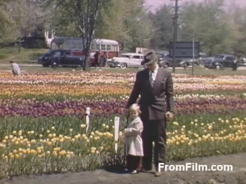 The still from 'The Tulip Film' features a charming scene from Holland, Michigan, showcasing vibrant fields of tulips in various colors. A well-dressed man stands beside a young child, both engaging with the stunning floral display. The post-war Kodachrome colors bring a nostalgic warmth, emphasizing the beauty of the flowers and the tranquility of the setting, which pre-dates the Tulip Time Festival. This captures a delightful moment in time, celebrating nature's splendor.