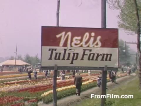 The still features a vibrant sign for 'Nelis Tulip Farm,' set against a backdrop of colorful tulip fields. Visitors explore the farm, highlighting a lively atmosphere that reflects the beauty of post-war Kodachrome footage. The scene captures the essence of Holland, Michigan, before the establishment of the Tulip Time Festival, showcasing a rich tapestry of blooming flowers and communal enjoyment. It's a nostalgic glimpse into the agricultural charm of the time.