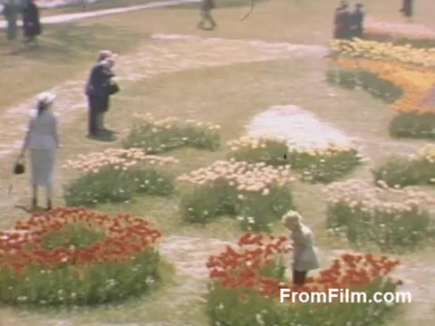 The still from 'The Tulip Film' captures a vibrant garden scene from Holland, Michigan, showcasing a lively display of tulips in various colors, including red, yellow, and orange. The post-war Kodachrome quality enhances the vivid hues and sunlight, creating a cheerful atmosphere. The footage features visitors strolling through the blossoming flower beds, with a child playfully exploring among the tulips. This nostalgic glimpse predates the famous Tulip Time Festival, emphasizing the town's early appreciation for tulip cultivation and springtime beauty.