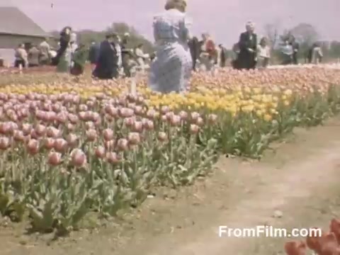 This 16mm still from 'The Tulip Film' showcases vibrant post-war Kodachrome footage of tulip fields in Holland, Michigan, predating the famous Tulip Time Festival. The scene is filled with blooming pink and yellow tulips, with visitors leisurely strolling through the rows, capturing a charming moment of springtime beauty. The rich colors and lively atmosphere highlight the floral celebration in an idyllic setting.