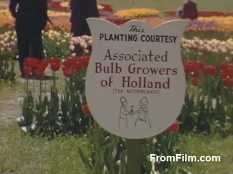 This still from 'The Tulip Film' captures a vibrant post-war scene featuring a sign that reads, 'This Planting Courtesy of Associated Bulb Growers of Holland.' The background showcases a colorful display of tulips, reflecting the botanical beauty associated with Holland, Michigan. This footage predates the Tulip Time Festival, highlighting the area's early appreciation for tulips. The use of Kodachrome enhances the vivid colors, making it an enchanting glimpse into the floral heritage of the region.