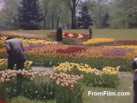 The still from 'The Tulip Film' showcases a vibrant display of tulip gardens in Holland, Michigan, featuring a diverse array of colorful flowers. The post-war Kodachrome footage captures the beauty of the blooms against a serene park backdrop, with a few people leisurely enjoying the scenery. This time capsule precedes the renowned Tulip Time Festival, offering a charming glimpse into the area’s floral heritage.