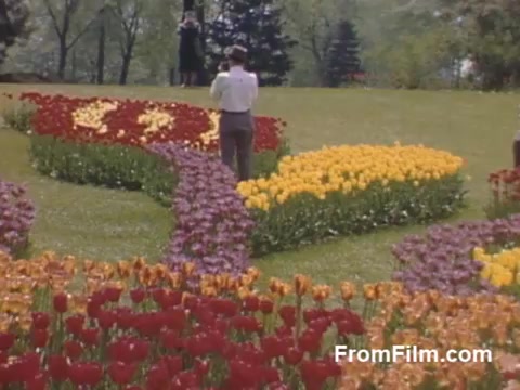 The still captures a vibrant scene from 'The Tulip Film,' showcasing colorful tulip gardens in Holland, Michigan, during the late 1940s. A man stands among meticulously arranged flower beds, taking photographs of the breathtaking blooms, which include striking reds, yellows, and purples. This footage, filmed in the post-war era with Kodachrome, offers a nostalgic glimpse into the beauty of tulips before the establishment of the Tulip Time Festival. The lively colors and serene setting reflect the charm of springtime in a blossoming community.
