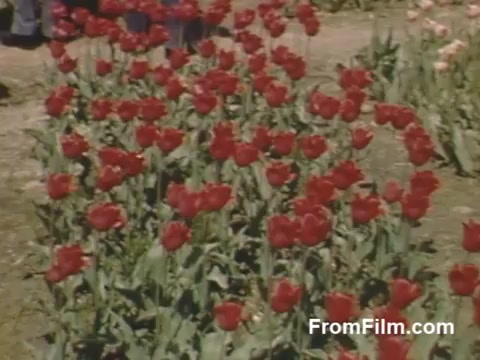 The still from 'The Tulip Film' showcases a vibrant field of red tulips, likely captured in the late 1940s in Holland, Michigan. This pre-dates the famous Tulip Time Festival, featuring beautiful post-war Kodachrome footage that highlights the rich colors and abundant blooms of the flowers, reflecting a time of renewal and growth. The scene evokes a sense of nostalgia for flower enthusiasts and offers a glimpse into the area's horticultural heritage.