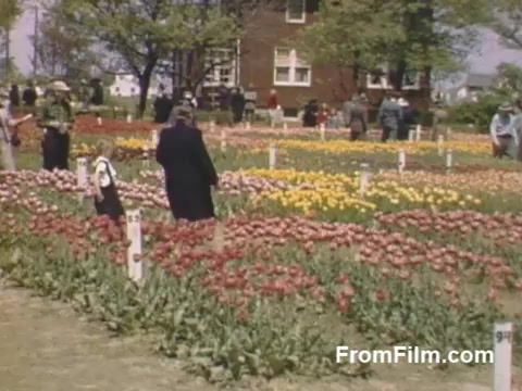 The still from 'The Tulip Film' depicts a vibrant flower garden featuring a stunning array of tulips in various colors, including red, yellow, and purple. Visitors, dressed in 1940s attire, stroll through the garden, enjoying the blooms. In the background, a charming house and trees complete the picturesque setting, reflecting the beauty of post-war Kodachrome footage. This scene captures the essence of early floral appreciation in Holland, Michigan, before the establishment of the Tulip Time Festival.