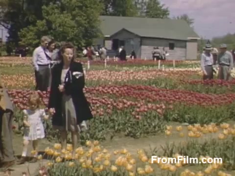The still captures a vibrant scene from 'The Tulip Film,' showcasing a colorful tulip field in Holland, Michigan, before the establishment of the Tulip Time Festival. The footage, shot in post-war Kodachrome, features a woman and a young girl among blooming tulips, while other visitors enjoy the scenery. A rustic building is visible in the background, adding to the charming atmosphere of this idyllic floral setting.