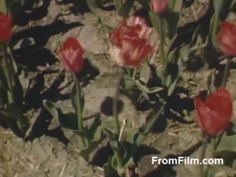 The still from 'The Tulip Film' captures vibrant Kodachrome footage of tulips in Holland, Michigan, showcasing the beauty of flowers in a post-war setting. The image features a mix of red tulips, emphasizing their rich colors against the earthy background. This footage predates the popular Tulip Time Festival, offering a glimpse into the serene floral landscape during the late 1940s. Ideal for enthusiasts of flowers and historical home movies.