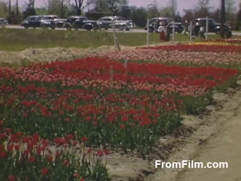 The still from 'The Tulip Film,' featuring vibrant post-war Kodachrome footage, showcases a scenic view of a tulip field in Holland, Michigan, from 1948-1950. Rows of bright red tulips stretch across the frame, surrounded by lush greenery. In the background, classic cars are parked on the roadside, hinting at a bustling atmosphere. This charming glimpse predates the Tulip Time Festival, celebrating the beauty of flowers in a serene, nostalgic setting.