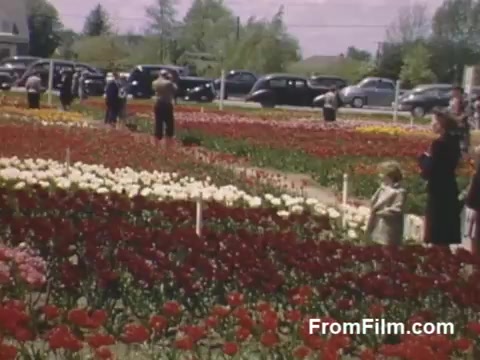 The still from 'The Tulip Film' features vibrant Kodachrome footage showcasing a colorful field of tulips in Holland, Michigan, before the Tulip Time Festival officially began. Visitors stroll through the blossoming flowers, with vintage cars parked in the background. This picturesque scene captures the charm of post-war America and the beauty of spring blooms.
