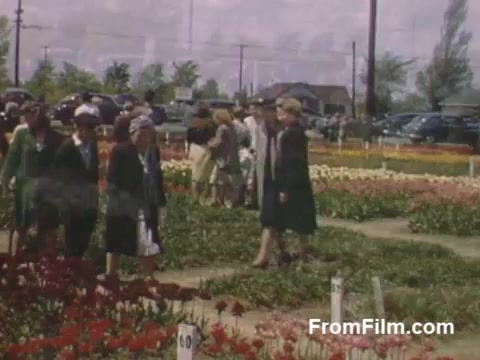 The still from 'The Tulip Film' showcases vibrant 16mm Kodachrome footage highlighting a lively flower field in Holland, Michigan, during the late 1940s. Visitors, dressed in period attire, stroll among rows of blooming tulips, with a backdrop of quaint buildings and vintage cars. This pre-festival scene captures the essence of community and the beauty of post-war springtime. Perfect for flower enthusiasts!