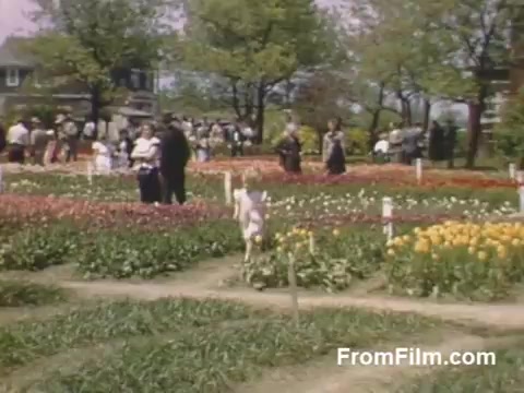The still from 'The Tulip Film' showcases a vibrant scene of tulip gardens in Holland, Michigan, during the late 1940s. The lush, colorful blooms stretch across the fields, surrounded by visitors strolling and enjoying the picturesque setting. The post-war Kodachrome film captures the essence of spring, highlighting the beauty of the flowers and the community's early celebration of blooms, predating the famous Tulip Time Festival.