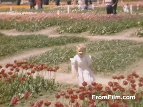 The still from 'The Tulip Film' features a young girl in a white dress joyfully running through vibrant fields of tulips, showcasing the colorful blooms in Holland, Michigan. This enchanting Kodachrome footage, captured between 1948 and 1950, beautifully illustrates the lush floral landscape before the establishment of the famous Tulip Time Festival. The post-war aesthetic adds a nostalgic charm to the scene.