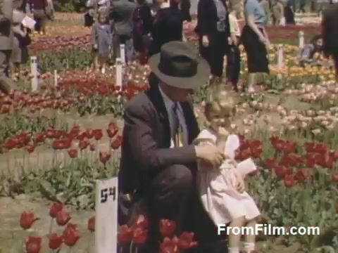 The still captures a serene moment in a vibrant tulip garden, featuring a man dressed in a suit and a hat, kneeling beside a young girl in a light dress. The background is a colorful tapestry of blooming tulips, showcasing shades of red and other hues typical of spring flowers. This nostalgic post-war Kodachrome footage from Holland, Michigan, precedes the famed Tulip Time Festival, providing a glimpse into the locale's floral beauty during that era.