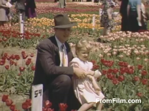 In this vibrant 16mm still from 'The Tulip Film,' we see a man in a suit and hat with a young girl, both smiling amidst a vast field of blooming tulips in Holland, Michigan. The scene captures the beauty of post-war Kodachrome footage, showcasing a colorful array of tulips in various hues. This charming moment predates the well-known Tulip Time Festival, celebrating the allure of flowers in a serene setting filled with family warmth and joy.
