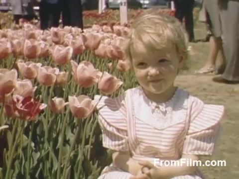 The still from 'The Tulip Film' captures a charming moment in Holland, Michigan, before the Tulip Time Festival. It features a young girl sitting among a vibrant field of pink tulips, showcasing the beauty of post-war Kodachrome footage. The scene reflects a serene, nostalgic atmosphere, highlighting a love for flowers and a community embracing nature's beauty.