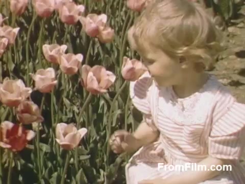 The 16mm still captures a charming moment in vibrant Kodachrome from the home movies of 'The Tulip Film,' featuring a young girl sitting among blooming tulips in Holland, Michigan. This footage, dating from 1948-1950, showcases the beauty of flowers prior to the Tulip Time Festival. The scene highlights the lush colors and joyous spirit of post-war America, inviting flower enthusiasts to appreciate the simplicity and beauty of nature.