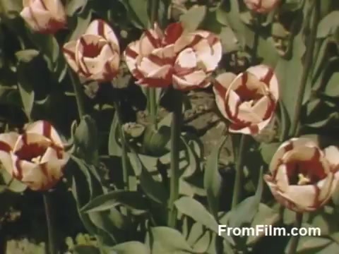 The still from 'The Tulip Film' showcases vibrant post-war Kodachrome footage featuring an array of beautifully patterned tulips. Shot in Holland, Michigan, this image captures the essence of the region's floral beauty prior to the famous Tulip Time Festival. The lush greenery and striking colors highlight the charm of these flowers, making it a delightful glimpse into nature's artistry from 1948-1950.