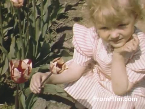 The still from 'The Tulip Film' captures a charming scene featuring a young girl in a striped dress sitting among vibrant tulips. She holds a flower and rests her chin in her hand, conveying a sense of innocence and joy. This post-war Kodachrome footage beautifully highlights the natural colors and the blooming tulips, providing a nostalgic glimpse of Holland, Michigan, before the famous Tulip Time Festival began. It's a delightful representation of the era's appreciation for floral beauty.