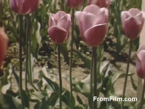 This still captures a vibrant display of pink tulips, showcasing their elegant shapes and lush green leaves against a clear backdrop. The footage, part of 'The Tulip Film' from 1948-1950, highlights the beauty of tulips in Holland, Michigan, prior to the famous Tulip Time Festival. The use of Kodachrome film enhances the colors, reflecting a fresh post-war optimism and appreciation for floral beauty. A must-see for flower enthusiasts!