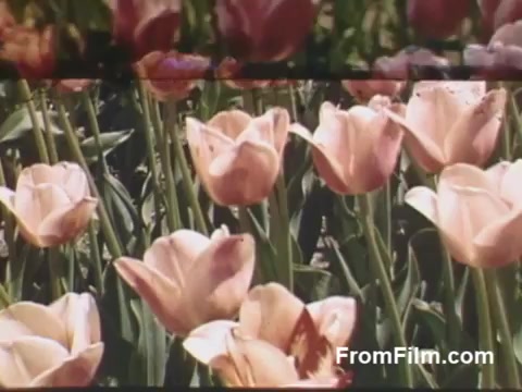 The still captures vibrant, post-war Kodachrome footage showcasing an array of delicate pink tulips thriving in a lush garden. This nostalgic glimpse from 'The Tulip Film,' dating between 1948-1950, beautifully pre-dates the Tulip Time Festival in Holland, Michigan, inviting viewers to appreciate the simple elegance of blooming flowers.