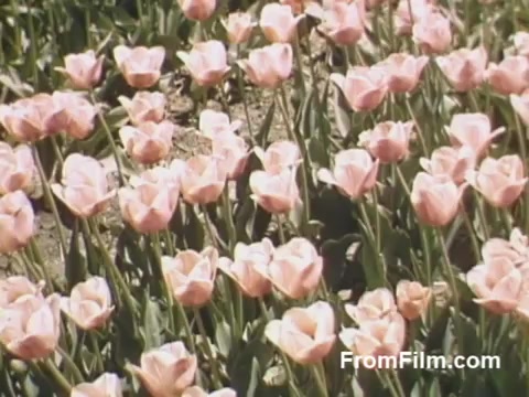 The still from 'The Tulip Film' showcases a vibrant field of pink tulips, beautifully captured in post-war Kodachrome. This footage highlights the floral beauty of Holland, Michigan, prior to the establishment of the Tulip Time Festival. The color and clarity convey the charm of this idyllic scene, making it a delightful piece for flower enthusiasts.