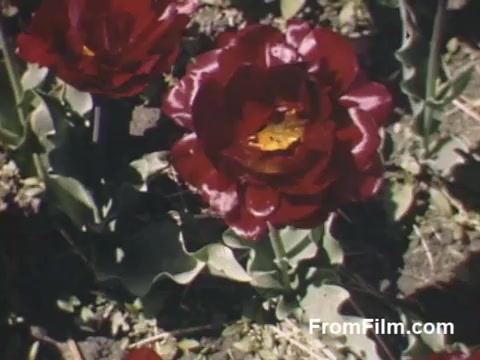This 16mm still from 'The Tulip Film' showcases vibrant, post-war Kodachrome footage of stunning tulips, specifically deep red blooms, set against a backdrop of green foliage. Captured in Holland, Michigan, before the inception of the famous Tulip Time Festival, the film highlights the beauty of flowers in a serene, blossoming landscape. It's a delightful glimpse into the charm of nature that will appeal to flower enthusiasts.