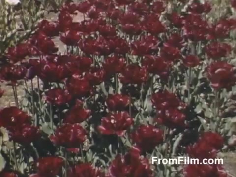 This still from 'The Tulip Film' showcases a vibrant field of deep red tulips, captured in beautiful, post-war Kodachrome. The footage, dating from 1948-1950, highlights the floral beauty of Holland, Michigan, prior to the establishment of the Tulip Time Festival. The lush greenery and vivid colors evoke a sense of renewal and celebration of nature's beauty.