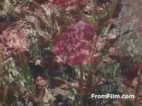 The still from 'The Tulip Film' showcases vibrant post-war Kodachrome footage of tulips in bloom, likely captured in Holland, Michigan. The colors are vivid, highlighting the beauty of the flowers against a natural backdrop. This piece is a nostalgic glimpse into the floral landscape prior to the Tulip Time Festival, emphasizing the allure of tulips and the charm of the area during the late 1940s.