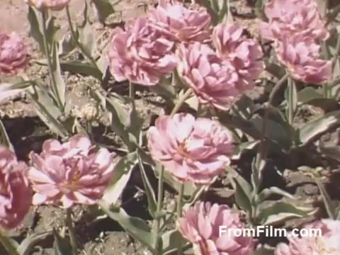 This still from 'The Tulip Film,' showcasing home movies from 1948-1950, features vibrant, post-war Kodachrome footage of pink tulips blooming. Captured in Holland, Michigan, the scene reflects the beauty and charm of the flowers in a time before the Tulip Time Festival. The rich colors and serene setting highlight the allure of tulip gardens during this period.