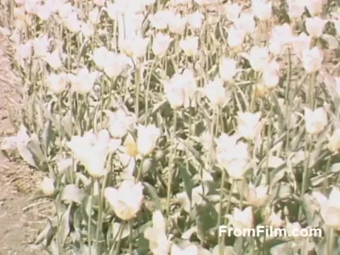 This 16mm still from 'The Tulip Film' showcases vibrant post-war Kodachrome footage of tulip fields in Holland, Michigan, prior to the Tulip Time Festival. The scene captures a lush expanse of blooming tulips, highlighting their delicate colors and forms. This nostalgic glimpse into the late 1940s reflects the beauty of flowers during a transformative era. Perfect for flower enthusiasts, it celebrates the charm of horticultural heritage in a serene setting.