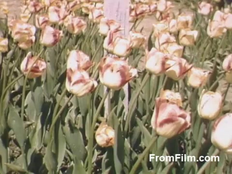 This still from 'The Tulip Film' showcases vibrant post-war Kodachrome footage of tulips, likely from Holland, Michigan. The scene features a colorful array of tulips, highlighting their beauty and variety even before the establishment of the Tulip Time Festival. The soft hues and rich detail capture the essence of springtime blooms, making it a delightful glimpse into floral history.