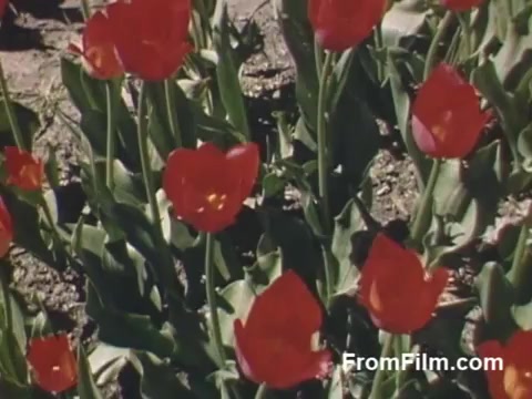 This 16mm still from 'The Tulip Film' showcases stunning post-war Kodachrome footage of vibrant red tulips, emphasizing their beauty in a garden setting. The imagery captures a moment from Holland, Michigan, prior to the iconic Tulip Time Festival, making it a charming glimpse into the area's floral heritage. Perfect for flower enthusiasts, this visual invites viewers to appreciate the delicate and colorful tulip blossoms.