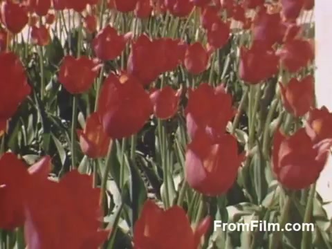 The still from 'The Tulip Film' showcases vibrant post-war Kodachrome footage of blooming red tulips. Set in Holland, Michigan, the image captures the beauty and abundance of flowers ahead of the famed Tulip Time Festival, which started after this period. The lush greenery and bright colors highlight the charm of this timeless classic, perfect for flower enthusiasts.