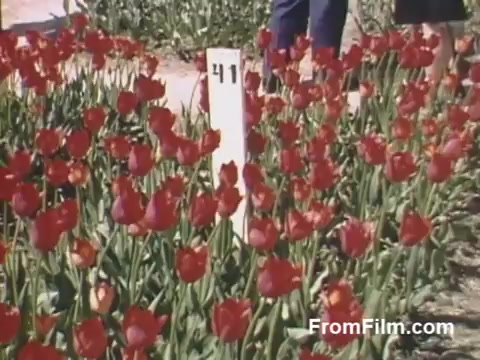 The still captures a vibrant scene of blooming red tulips in a field, with a numbered post indicating a specific section. The rich colors and clear details reflect the quality of post-war Kodachrome film. In the background, blurred figures can be seen, adding a sense of context to the floral abundance. This footage from Holland, Michigan, predates the Tulip Time Festival, showcasing a beautiful glimpse of tulips before the celebration began.