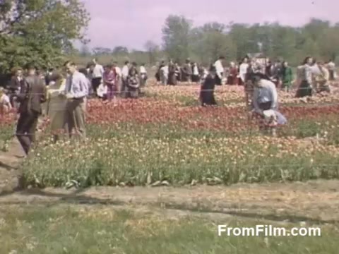 The still from 'The Tulip Film' showcases vibrant post-war Kodachrome footage of a crowd enjoying a colorful tulip field in Holland, Michigan, before the establishment of the Tulip Time Festival. People are seen walking among rows of blooming tulips, dressed in mid-20th century attire, capturing the essence of spring and communal joy. The scene is characterized by a bright, pastel color palette, evoking a sense of nostalgia and appreciation for nature's beauty.
