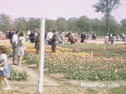 This 16mm still from 'The Tulip Film' showcases a vibrant scene in Holland, Michigan, featuring colorful tulip fields bustling with visitors. Captured in beautiful post-war Kodachrome, the footage, dated between 1948 and 1950, offers a glimpse of people enjoying the blooms before the Tulip Time Festival was established. The lively atmosphere is accentuated by the bright hues of the flowers and the diverse crowd engaged in admiration of the tulip display.