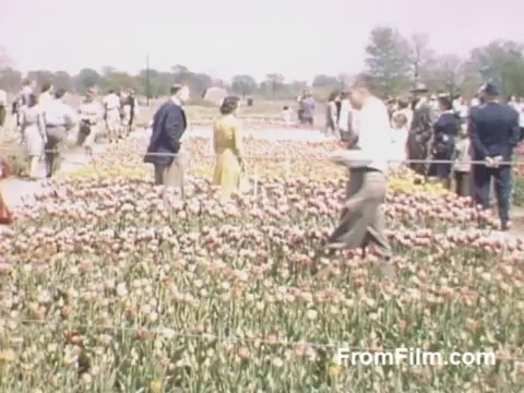 This 16mm still from 'The Tulip Film' showcases vibrant post-war Kodachrome footage featuring a lively scene in Holland, Michigan, during the late 1940s. Visitors are seen strolling among lush fields of blooming tulips, reflecting a community enjoying the beauty of flowers before the Tulip Time Festival was officially established. The colors and fashion of the era highlight a nostalgic moment in time.
