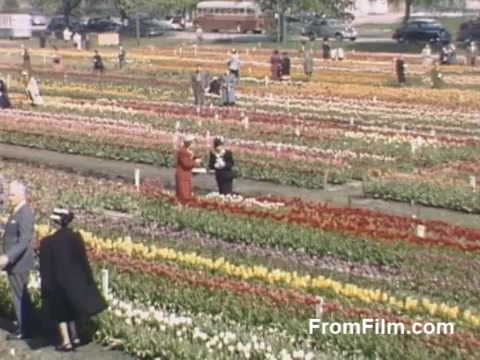 The still from 'The Tulip Film' showcases a vibrant tulip field in Holland, Michigan, prior to the establishment of the Tulip Time Festival. Shot in beautiful post-war Kodachrome, it features rows of colorful tulips in full bloom, with visitors dressed in mid-century attire enjoying the floral display. The scene captures a moment of community and celebration of nature, reflecting the charm and beauty of the era.
