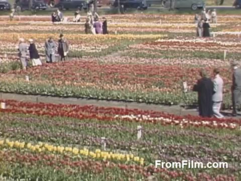 This 16mm still from 'The Tulip Film' captures a vibrant display of tulip fields, showcasing a variety of colors and arrangements typical of the post-war Kodachrome aesthetic. The scene features visitors leisurely strolling through the flowerbeds in Holland, Michigan, before the commencement of the Tulip Time Festival. It highlights the beauty of nature and community in a time of renewal, making it a delightful glimpse into mid-20th century flower culture.
