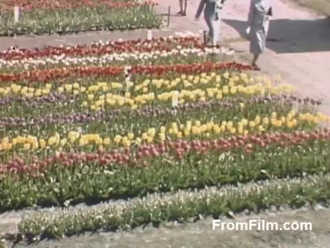 The still captures a vibrant display of tulips in a well-maintained garden, showcasing rows of colorful blooms in shades of yellow, red, and more. Two figures stroll along the pathway, adding a sense of life to the serene scene. This post-war Kodachrome footage beautifully reflects the floral beauty of Holland, Michigan, prior to the establishment of the Tulip Time Festival, highlighting the area's early appreciation for these flowers.