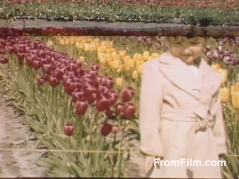 This 16mm still from 'The Tulip Film' features vibrant Kodachrome footage of tulips in Holland, Michigan, showcasing a mix of red and yellow blooms. A young child, dressed in a light-colored coat, stands amidst the flowers, evoking a sense of joy and nostalgia. The setting predates the famous Tulip Time Festival, capturing the beauty of a post-war spring.
