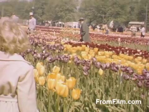 The still captures a vibrant scene from 'The Tulip Film', showcasing a lush field of tulips in Holland, Michigan, prior to the Tulip Time Festival. The post-war Kodachrome footage highlights a rich palette of yellow, red, and purple tulips. A young girl in a light coat stands in the foreground, gazing at the flowers, while figures in period attire stroll through the rows of blossoms. The nostalgic ambiance reflects the beauty of early floral celebrations and the charm of a bygone era.