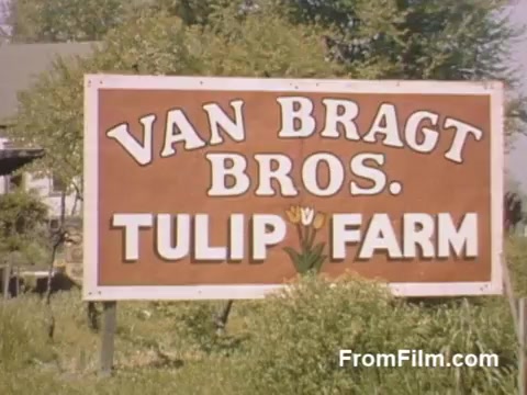 The still from 'The Tulip Film' captures a vibrant and inviting sign for the Van Bragt Bros. Tulip Farm, showcasing the essence of Holland, Michigan's tulip culture. The post-war Kodachrome footage highlights the area's natural beauty and rich floral heritage that predates the well-known Tulip Time Festival. The warm, colorful presentation reflects a nostalgic appreciation for the blooming tulips that define this charming locale.